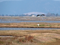 Falco di Palude