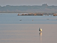 Spatola