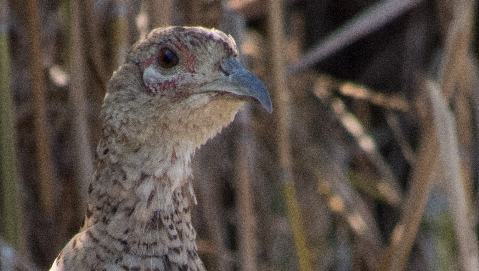 Em5 con Panasonic 100-300 a ISO 2000 CROP