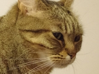 k5_12800_susy_crop