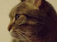 k5_25600_susy_crop