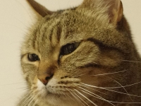 k5_6400_susy_crop