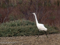 Panasonic 100-300