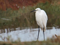 Panasonic 100-300