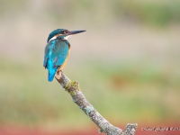 Kingfisher