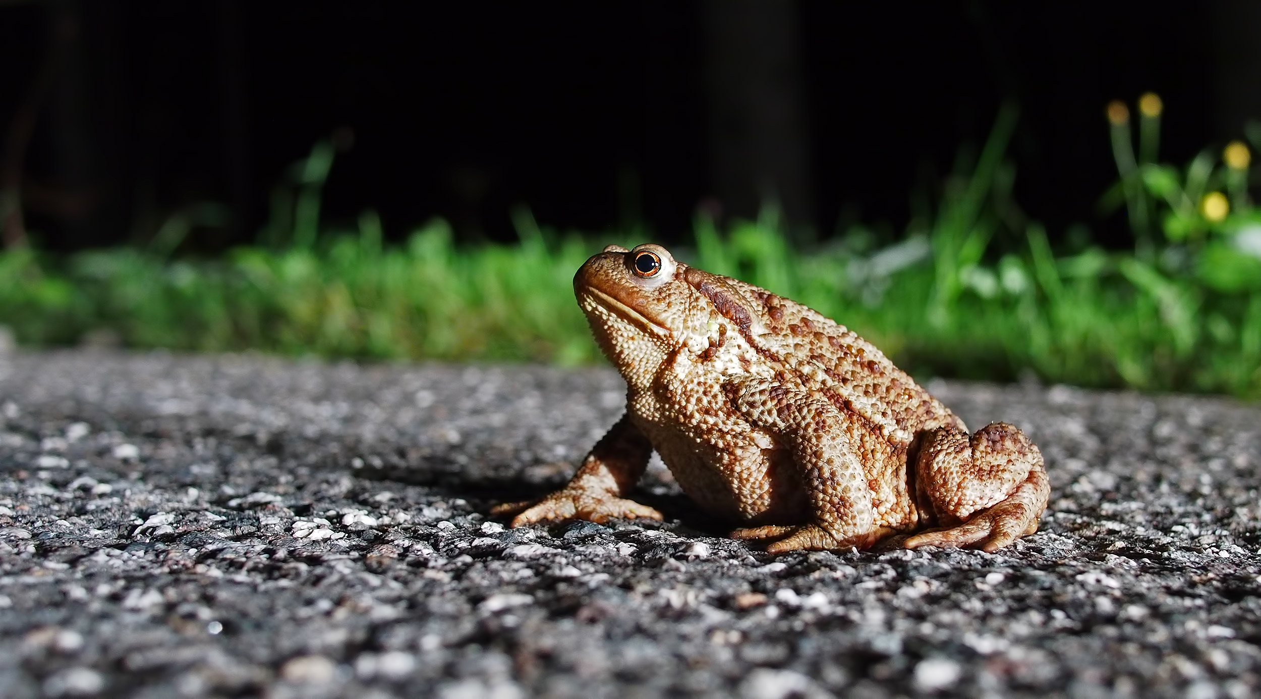 Panasonic 20mm f3.2 iso 1600