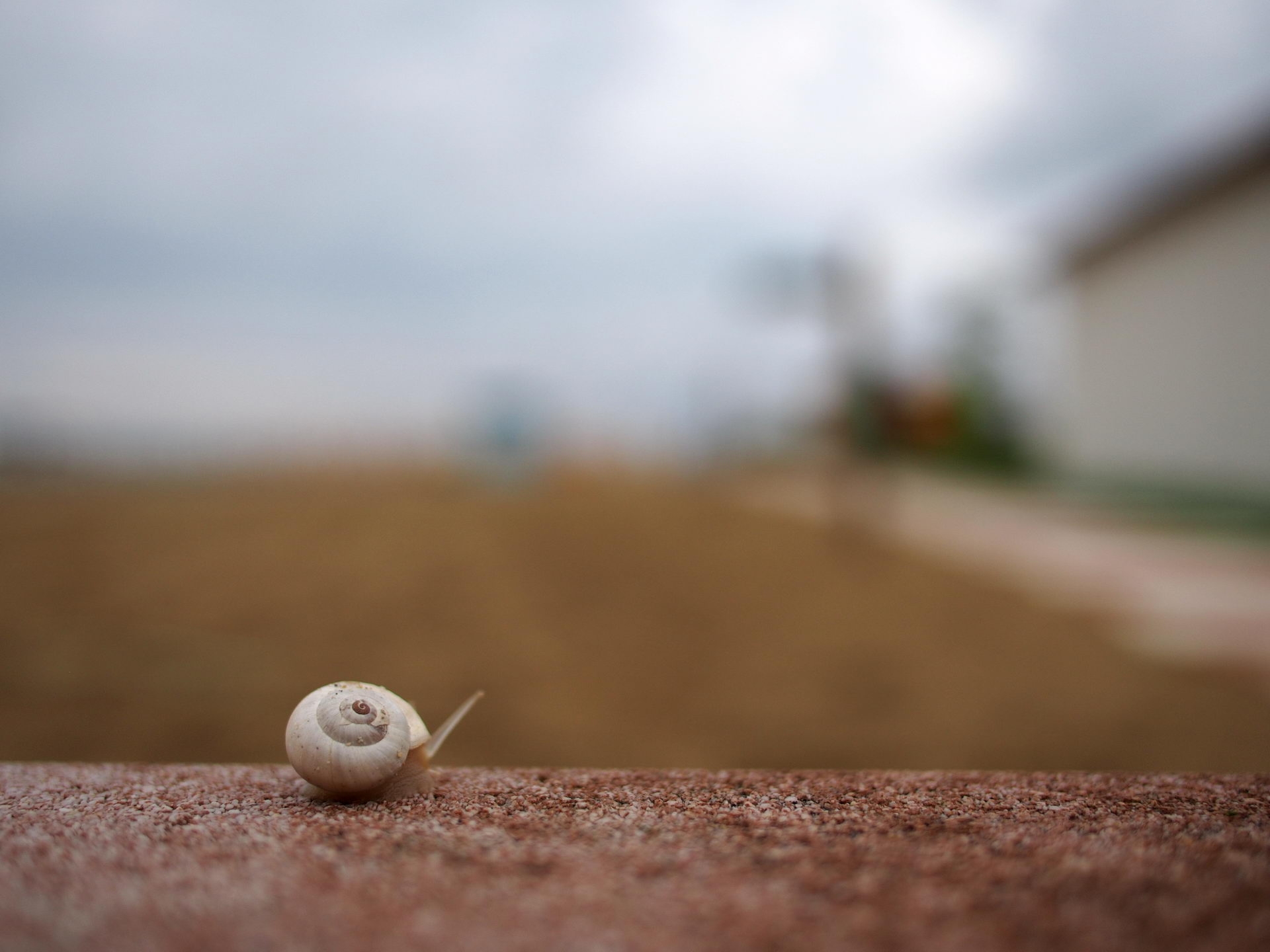 Panasonic 20mm f2.2 bokeh