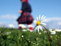 20mm_scottish