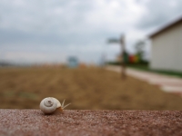 Panasonic 20mm f4.0 bokeh